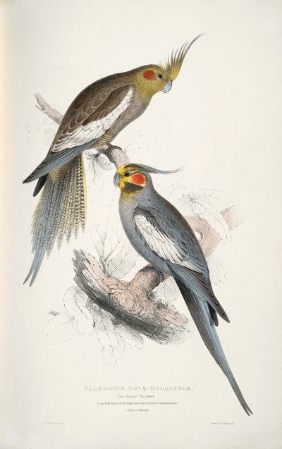 Nymphicus Hollandicus by Edward Lear